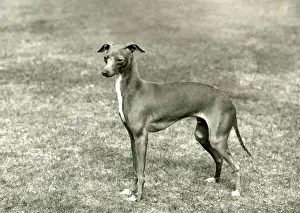 FALL / ITALIAN GREYHOUND