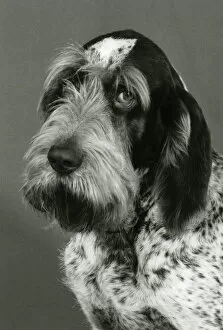 Imported Gallery: FALL / ITALIAN SPINONE / 85