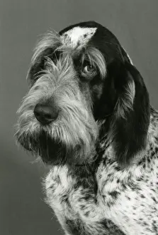FALL / ITALIAN SPINONE / 85