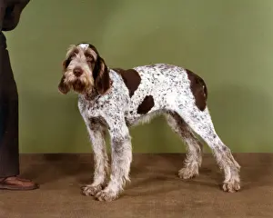 FALL / ITALIAN SPINONE / 85