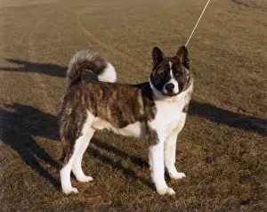 Unnamed Prints: FALL / JAPANESE AKITA / 1986