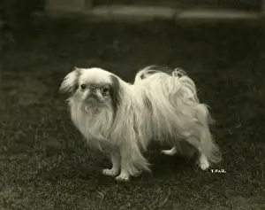 Nippon Prints: FALL / JAPANESE CHIN / 1922