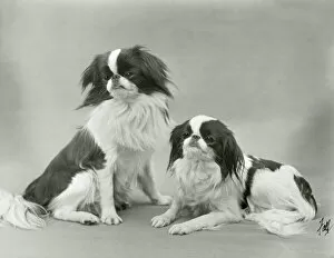 Chin Collection: Fall / Japanese Chin / 1933