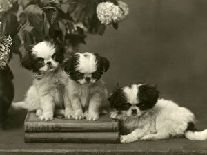 Adorable Gallery: FALL / JAPANESE CHIN / 1934