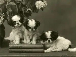 Adorable Gallery: FALL / JAPANESE CHIN / 1934
