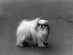 FALL / JAPANESE CHIN / 1936