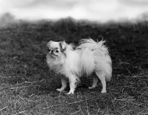 FALL / JAPANESE CHIN / 1938