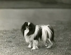 Bartlett Prints: FALL / JAPANESE CHIN / 1939