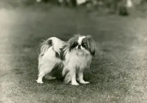 FALL / JAPANESE CHIN / 1948