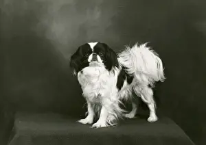 FALL / JAPANESE CHIN / 1953