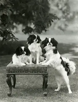 FALL / JAPANESE CHIN / 1958