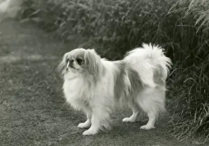 FALL / JAPANESE CHIN / 1960