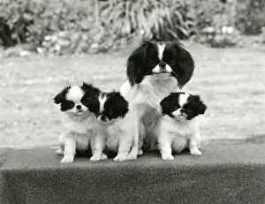 FALL / JAPANESE CHIN / 1971