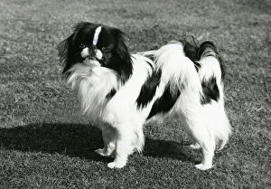 Images Dated 30th August 2018: FALL / JAPANESE CHIN / 1972