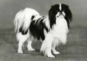 FALL / JAPANESE CHIN / 1986