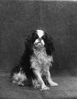 Blenheim Prints: FALL / K. C. SPANIEL / 1912