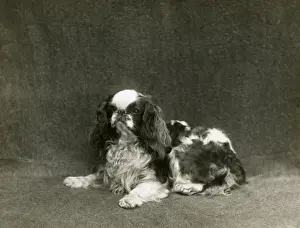 FALL / K. C. SPANIEL / 1912