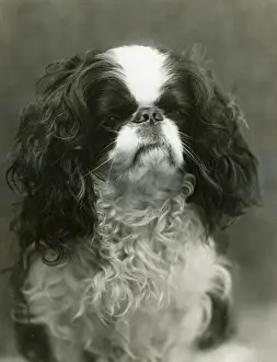 FALL / K. C. SPANIEL / 1912