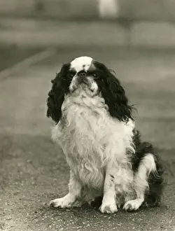 Nicholson Prints: FALL / K. C. SPANIEL / 1938