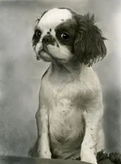 FALL / K. C. SPANIEL / 1938