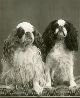 Barham Prints: FALL / K. C. SPANIEL / 1941
