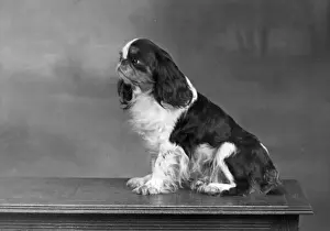 FALL / K. C. SPANIEL / 1951