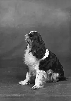 FALL / K. C. SPANIEL / 1952