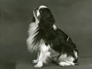 Chisholm Prints: FALL / K. C. SPANIEL / 1953
