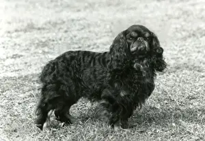 Minstrel Prints: FALL / K. C. SPANIEL / 1963