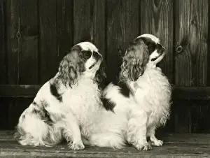 Jeremiah Prints: FALL / K. C. SPANIEL / 1964
