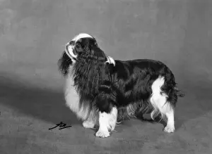 FALL / K. C. SPANIEL / 1967