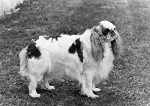 Blenheim Prints: FALL / K. C. SPANIEL / 1971