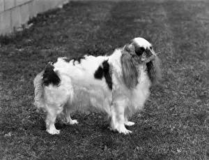 FALL / K. C. SPANIEL / 1971