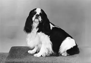 FALL / K. C. SPANIEL / 1975