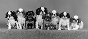 FALL / K. C. SPANIEL / 1977