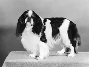 FALL / K. C. SPANIEL / 1977