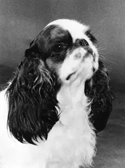 FALL / K. C. SPANIEL / 1977