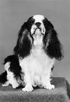 FALL / K. C. SPANIEL / 1982