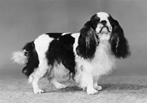 FALL / K. C. SPANIEL / 1982