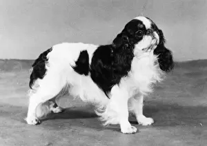 FALL / K. C. SPANIEL / 1982