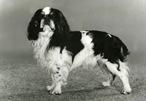FALL / K. C. SPANIEL / 1986