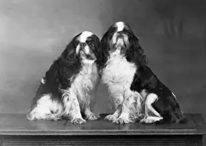 Spaniels Prints: FALL / K. C. SPANIELS / 1951