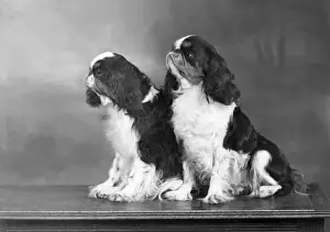 FALL / K. C. SPANIELS / 1951