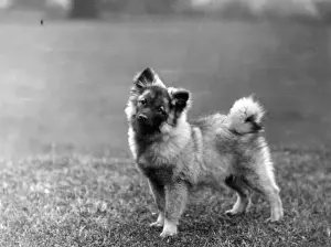 FALL / KEESHOND / 1932