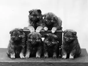 Lewes Prints: FALL / KEESHOND / 1936
