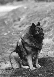 FALL / KEESHOND / 1946