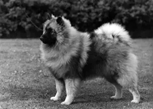 FALL / KEESHOND / 1964