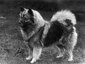Zaandam Prints: Fall / Keeshond / Champion Fina Van Zaandam