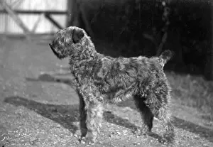 FALL / KERRY BLUE TERRIER