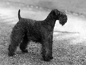 FALL / KERRY BLUE TERRIER